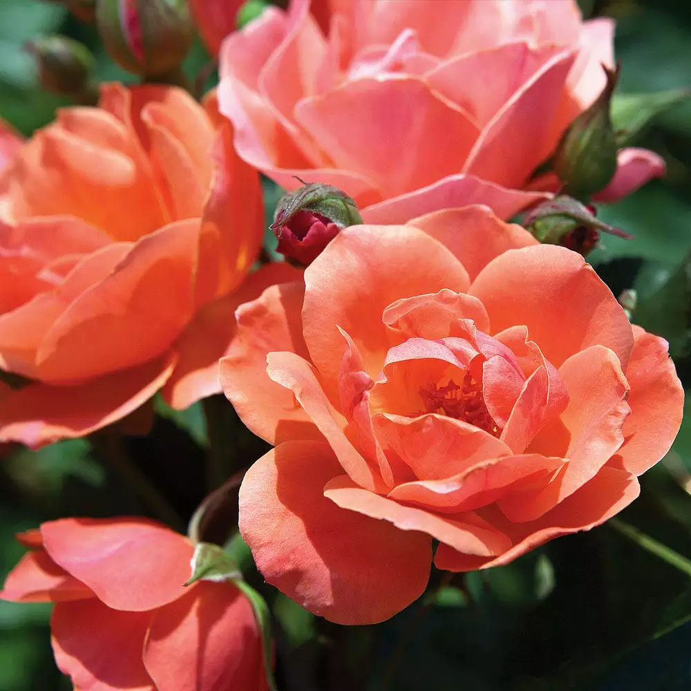Brighter Blooms Roses Coral Knock Out® Rose Shrub 2 Brighter Blooms Roses Coral Knock Out® Rose Shrub
