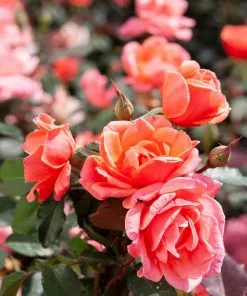 Brighter Blooms Roses Coral Knock Out® Rose Shrub 5 Brighter Blooms Roses Coral Knock Out® Rose Shrub