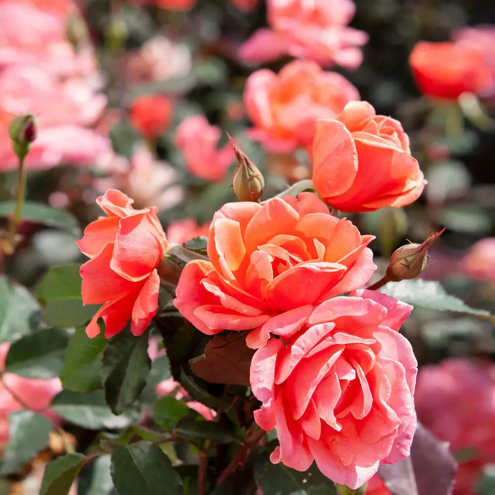 Brighter Blooms Roses Coral Knock Out® Rose Shrub 3 Brighter Blooms Roses Coral Knock Out® Rose Shrub