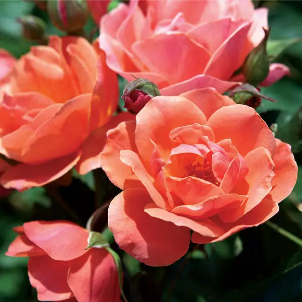 Brighter Blooms Roses Coral Knock Out® Rose Shrub 1 Brighter Blooms Roses Coral Knock Out® Rose Shrub