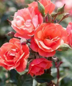 Brighter Blooms Coral Knock Out® Rose Tree 5 Brighter Blooms Coral Knock Out® Rose Tree