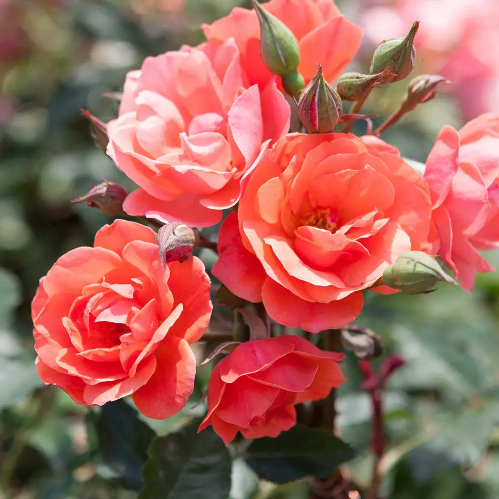 Brighter Blooms Coral Knock Out® Rose Tree 3 Brighter Blooms Coral Knock Out® Rose Tree