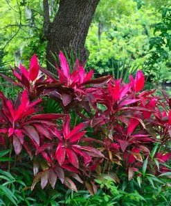 Brighter Blooms Hawaiian Ti Plant 11 Brighter Blooms Hawaiian Ti Plant