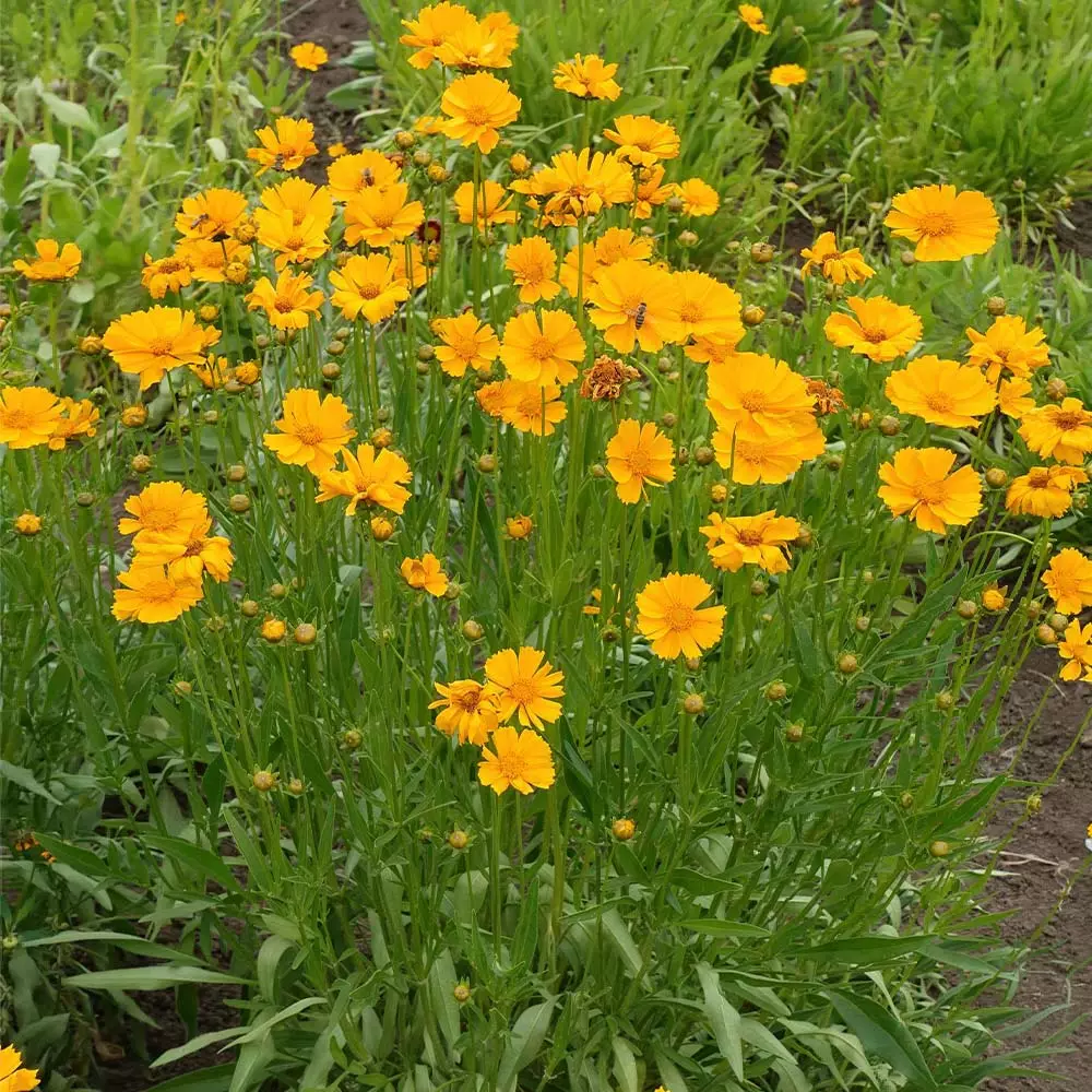 Brighter Blooms Nana Coreopsis (Tickseed) Plant Perennials 2 Brighter Blooms Nana Coreopsis (Tickseed) Plant Perennials