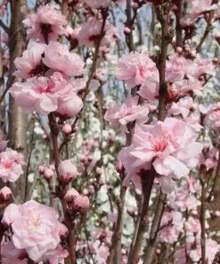 Brighter Blooms Corinthian Rose Double Flowering Peach Tree Flowering Trees