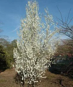 Brighter Blooms Flowering Trees Corinthian White Double Flowering Peach Tree 6 Brighter Blooms Flowering Trees Corinthian White Double Flowering Peach Tree