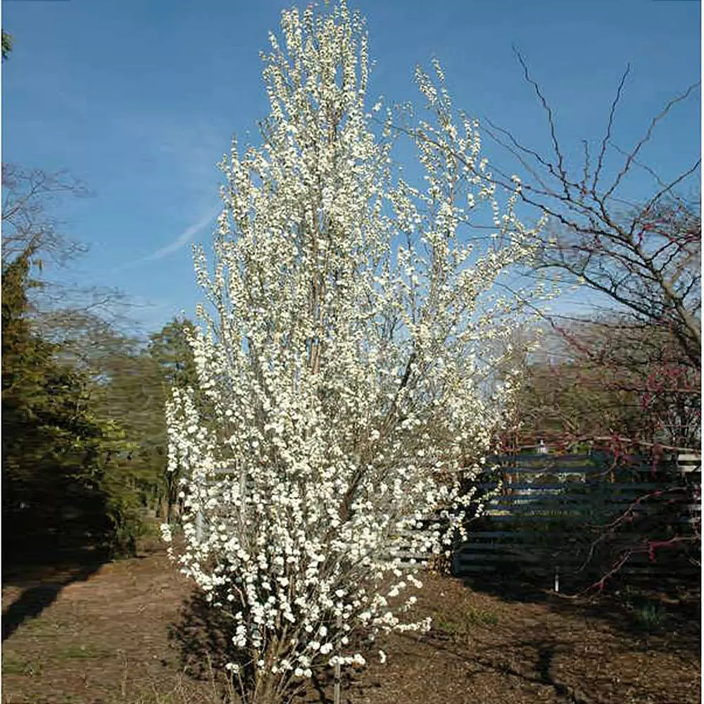 Brighter Blooms Flowering Trees Corinthian White Double Flowering Peach Tree 3 Brighter Blooms Flowering Trees Corinthian White Double Flowering Peach Tree