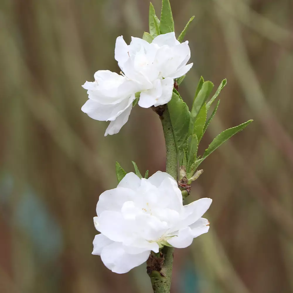 Brighter Blooms Flowering Trees Corinthian White Double Flowering Peach Tree 4 Brighter Blooms Flowering Trees Corinthian White Double Flowering Peach Tree