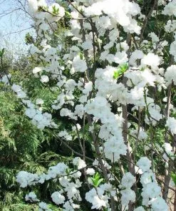 Brighter Blooms Flowering Trees Corinthian White Double Flowering Peach Tree
