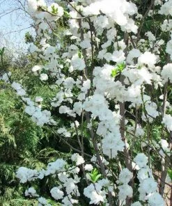 Brighter Blooms Flowering Trees Corinthian White Double Flowering Peach Tree