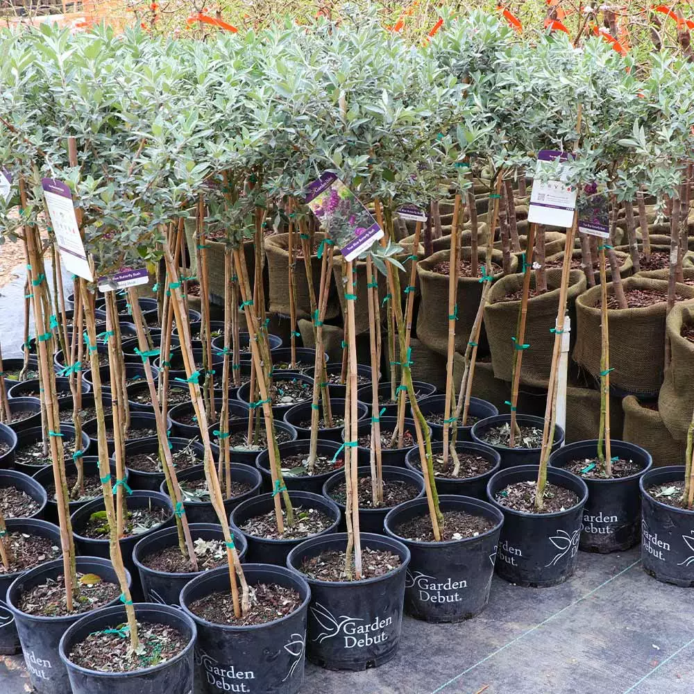 Brighter Blooms CranRazz™ Butterfly Bush (Tree Form) 4 Brighter Blooms CranRazz™ Butterfly Bush (Tree Form)