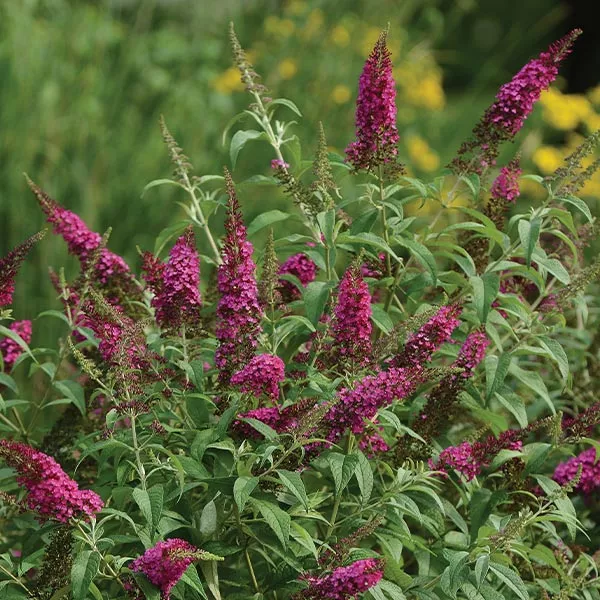 Brighter Blooms CranRazz™ Butterfly Bush (Tree Form) 1 Brighter Blooms CranRazz™ Butterfly Bush (Tree Form)