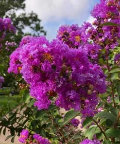Brighter Blooms Twilight Crape Myrtle Tree Flowering Trees
