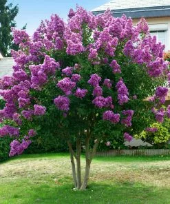 Brighter Blooms Twilight Crape Myrtle Tree Flowering Trees