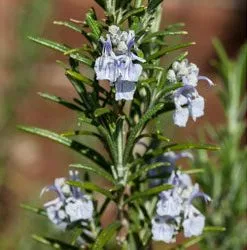 Brighter Blooms Creeping Rosemary SHOP ALL