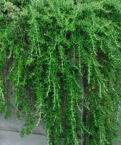 Brighter Blooms Creeping Rosemary SHOP ALL 5 Brighter Blooms Creeping Rosemary SHOP ALL