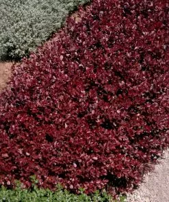 Brighter Blooms Crimson Pygmy Barberry Shrub Shrubs & Hedges 5 Brighter Blooms Crimson Pygmy Barberry Shrub Shrubs & Hedges