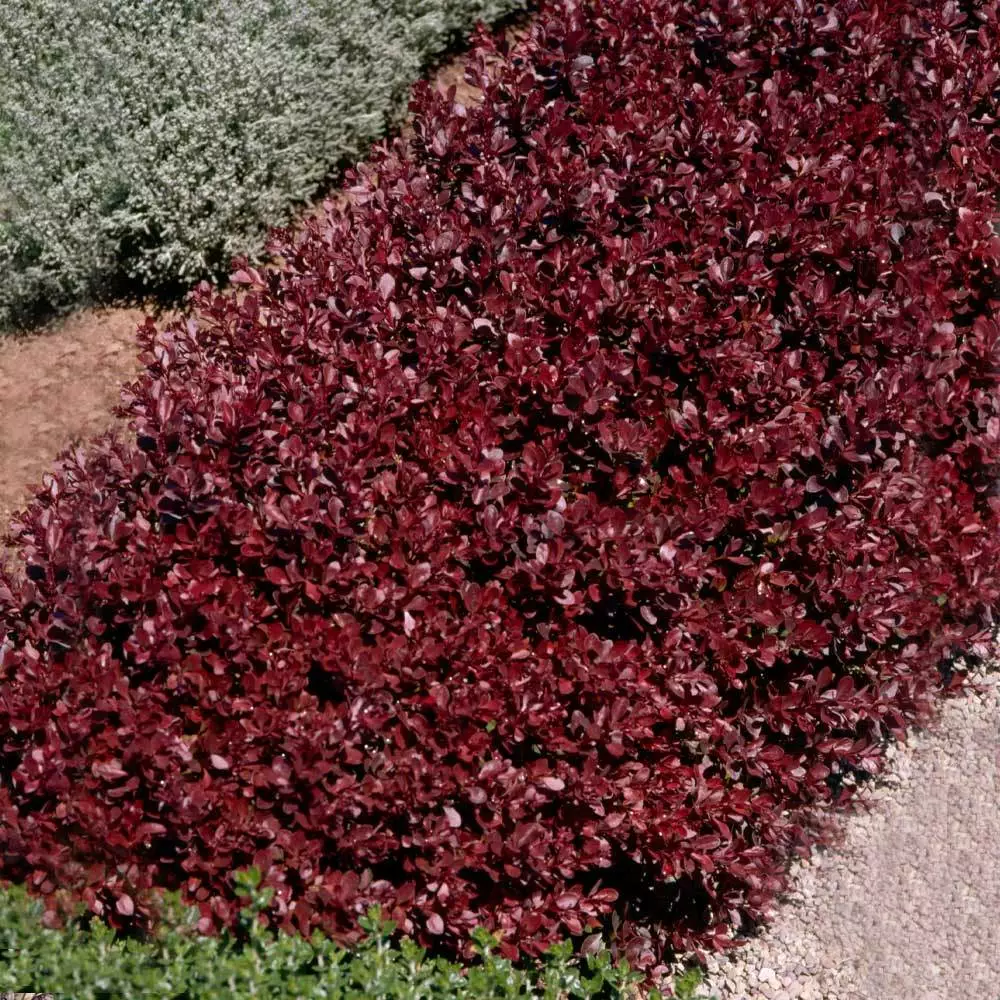 Brighter Blooms Crimson Pygmy Barberry Shrub Shrubs & Hedges 3 Brighter Blooms Crimson Pygmy Barberry Shrub Shrubs & Hedges