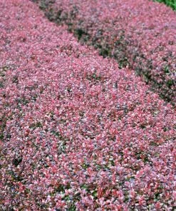 Brighter Blooms Crimson Pygmy Barberry Shrub Shrubs & Hedges