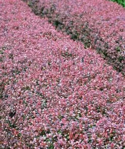 Brighter Blooms Crimson Pygmy Barberry Shrub Shrubs & Hedges