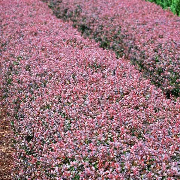 Brighter Blooms Crimson Pygmy Barberry Shrub Shrubs & Hedges 1 Brighter Blooms Crimson Pygmy Barberry Shrub Shrubs & Hedges