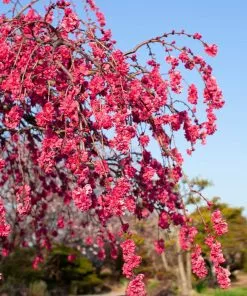 Brighter Blooms Crimson Cascade Weeping Peach Tree