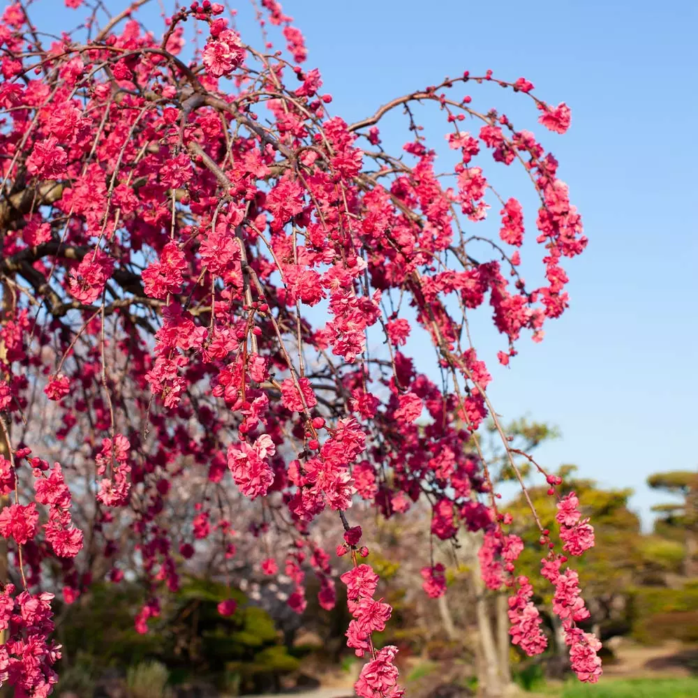 Brighter Blooms Crimson Cascade Weeping Peach Tree 2 Brighter Blooms Crimson Cascade Weeping Peach Tree