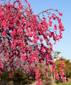 Brighter Blooms Crimson Cascade Weeping Peach Tree