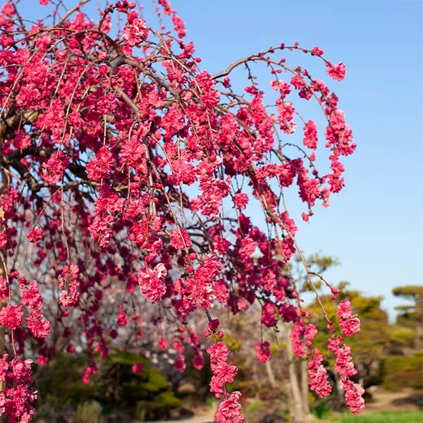 Brighter Blooms Crimson Cascade Weeping Peach Tree 1 Brighter Blooms Crimson Cascade Weeping Peach Tree