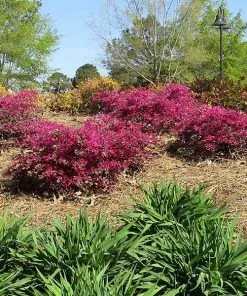 Brighter Blooms Crimson Fire™ Loropetalum
