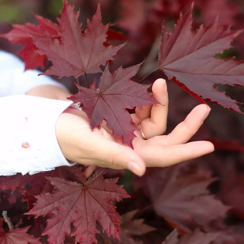 Brighter Blooms Crimson King Maple Tree Shade Trees 2 Brighter Blooms Crimson King Maple Tree Shade Trees