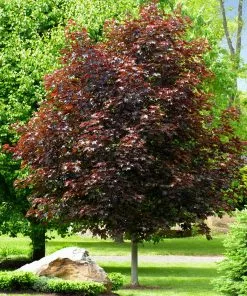 Brighter Blooms Crimson King Maple Tree Shade Trees 7 Brighter Blooms Crimson King Maple Tree Shade Trees