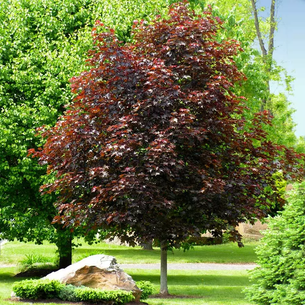 Brighter Blooms Crimson King Maple Tree Shade Trees 3 Brighter Blooms Crimson King Maple Tree Shade Trees