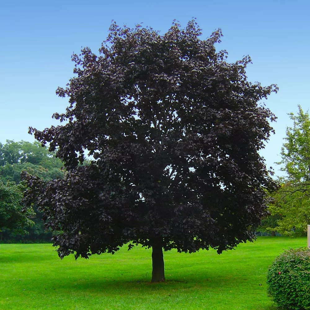 Brighter Blooms Crimson King Maple Tree Shade Trees 4 Brighter Blooms Crimson King Maple Tree Shade Trees