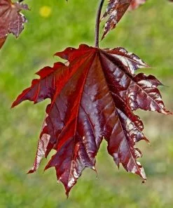 Brighter Blooms Shade Trees Crimson Sentry Norway Maple Tree 5 Brighter Blooms Shade Trees Crimson Sentry Norway Maple Tree