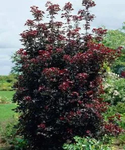 Brighter Blooms Shade Trees Crimson Sentry Norway Maple Tree
