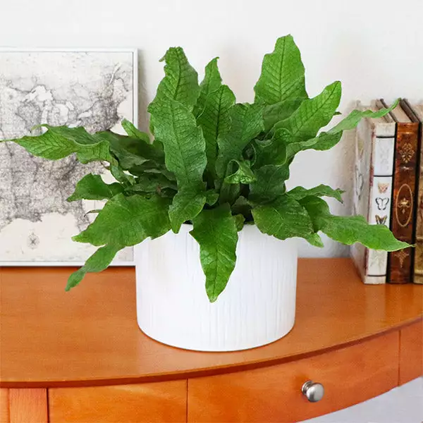 Brighter Blooms Crocodile Fern Ferns 1 Brighter Blooms Crocodile Fern Ferns