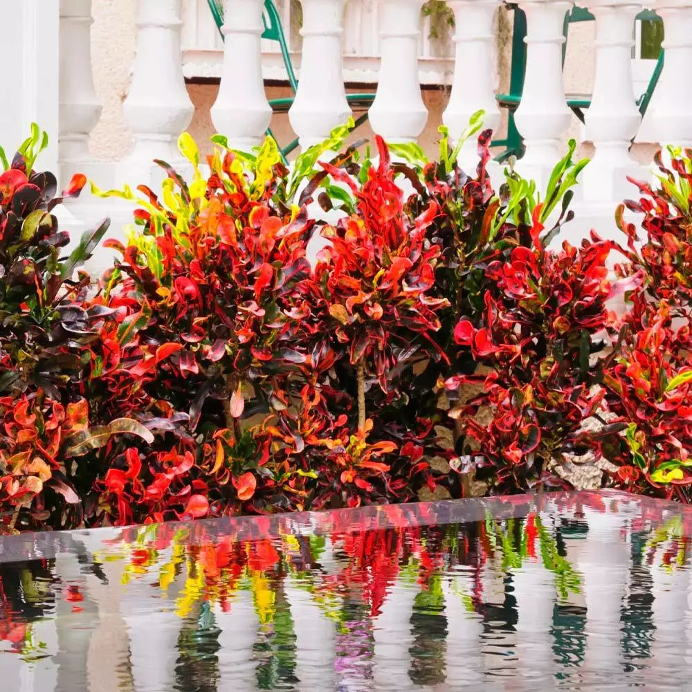 Brighter Blooms House & Patio Mammy' Croton Plant 4 Brighter Blooms House & Patio Mammy' Croton Plant