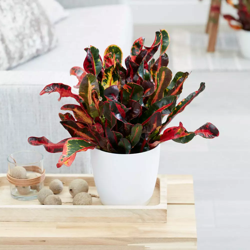 Brighter Blooms House & Patio Mammy' Croton Plant 2 Brighter Blooms House & Patio Mammy' Croton Plant