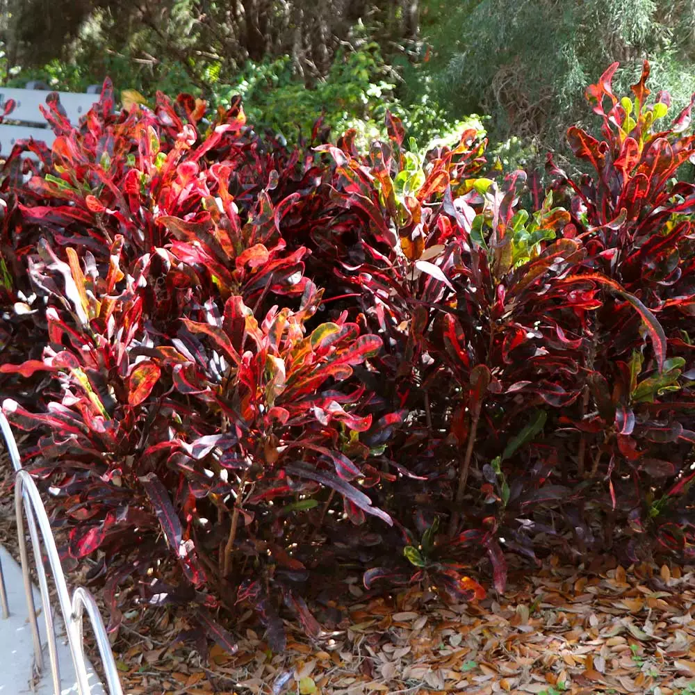 Brighter Blooms House & Patio Mammy' Croton Plant 5 Brighter Blooms House & Patio Mammy' Croton Plant