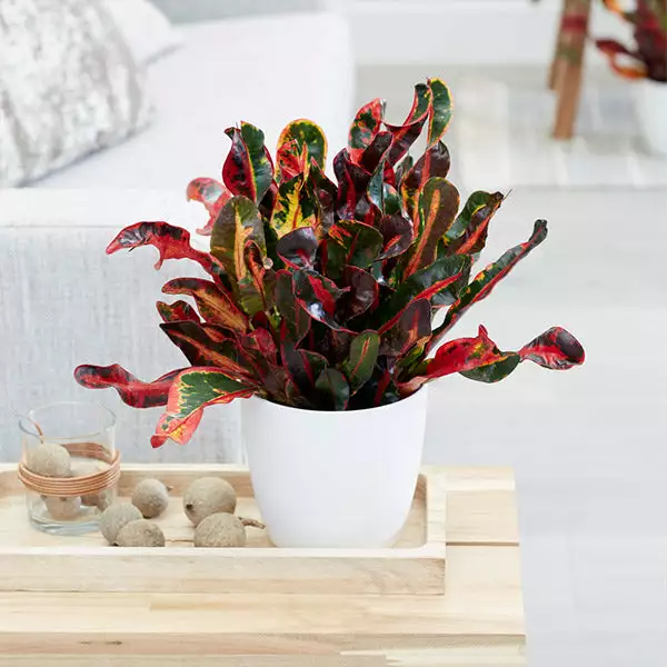 Brighter Blooms House & Patio Mammy' Croton Plant 1 Brighter Blooms House & Patio Mammy' Croton Plant