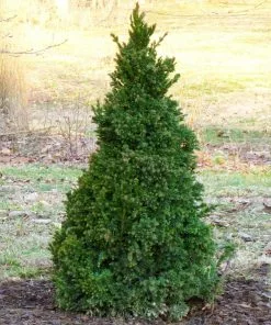 Brighter Blooms Black Dragon Cryptomeria Evergreen & Privacy