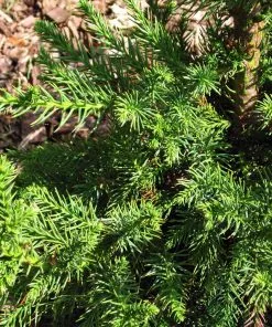 Brighter Blooms Black Dragon Cryptomeria Evergreen & Privacy 6 Brighter Blooms Black Dragon Cryptomeria Evergreen & Privacy
