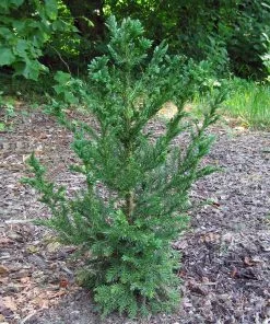 Brighter Blooms Black Dragon Cryptomeria Evergreen & Privacy 7 Brighter Blooms Black Dragon Cryptomeria Evergreen & Privacy