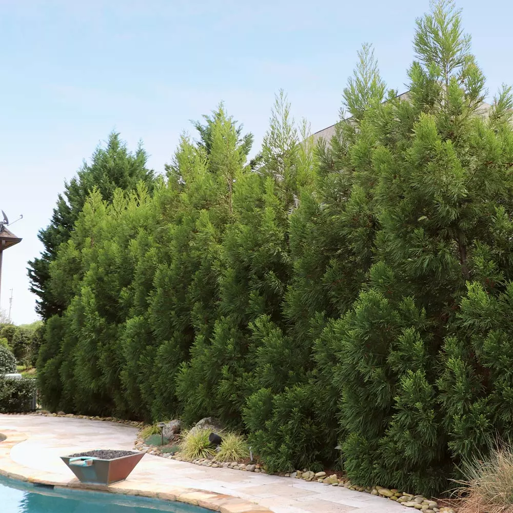 Brighter Blooms Cryptomeria Radicans Tree Evergreen & Privacy 6 Brighter Blooms Cryptomeria Radicans Tree Evergreen & Privacy