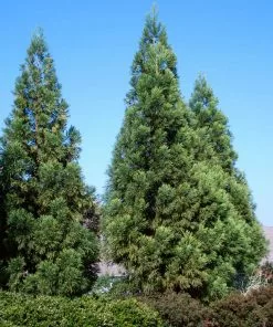 Brighter Blooms Cryptomeria Radicans Tree Evergreen & Privacy 8 Brighter Blooms Cryptomeria Radicans Tree Evergreen & Privacy