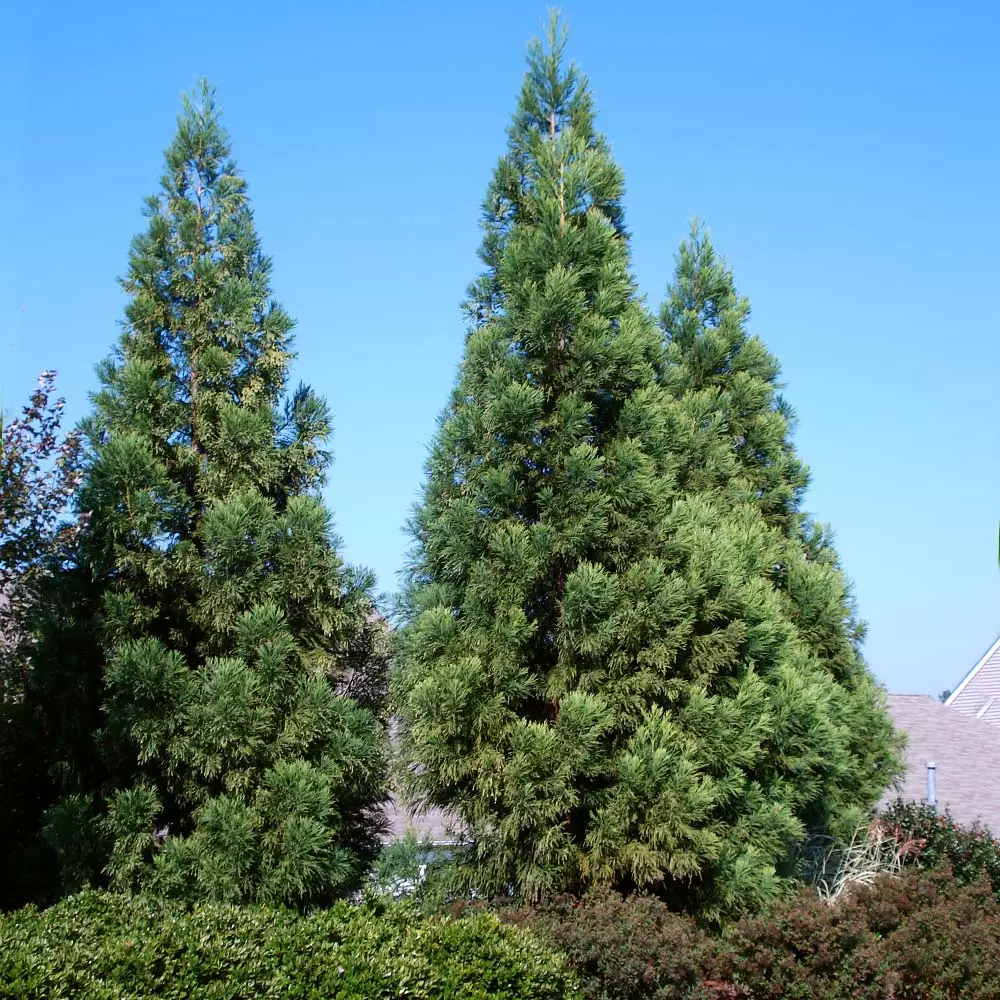 Brighter Blooms Cryptomeria Radicans Tree Evergreen & Privacy 3 Brighter Blooms Cryptomeria Radicans Tree Evergreen & Privacy
