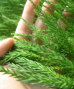 Brighter Blooms Cryptomeria Radicans Tree Evergreen & Privacy 9 Brighter Blooms Cryptomeria Radicans Tree Evergreen & Privacy