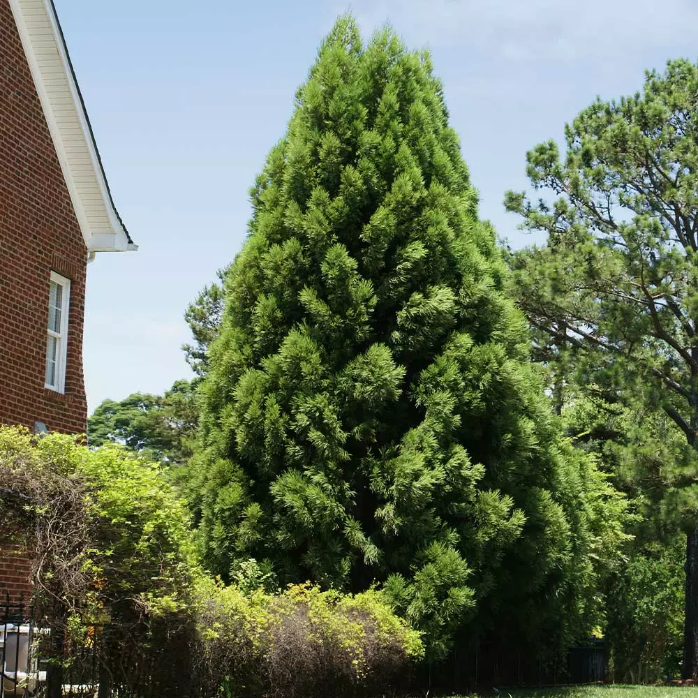 Brighter Blooms Cryptomeria Radicans Tree Evergreen & Privacy 5 Brighter Blooms Cryptomeria Radicans Tree Evergreen & Privacy
