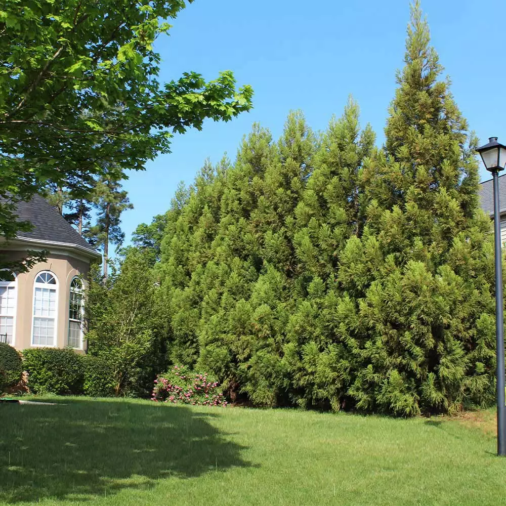 Brighter Blooms Cryptomeria Radicans Tree Evergreen & Privacy 2 Brighter Blooms Cryptomeria Radicans Tree Evergreen & Privacy